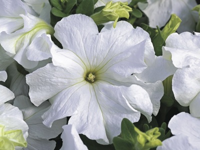 Архив Петуния Ультра fresh white