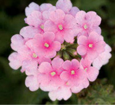 Вербена Обсешн Каскад pink shades