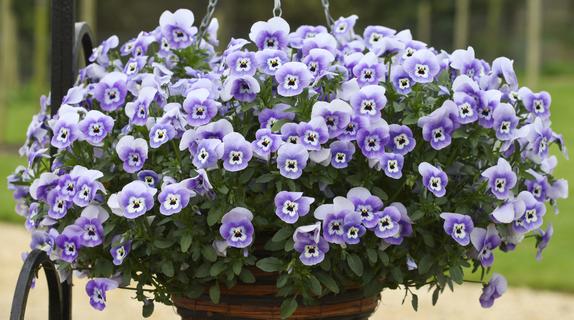 Виола Фрифол marina