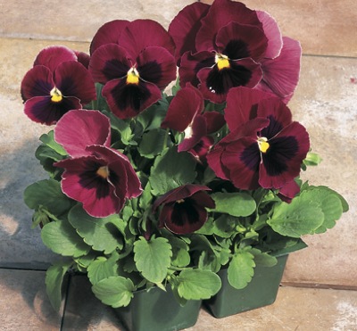 Архив Виола Карма rose blotch