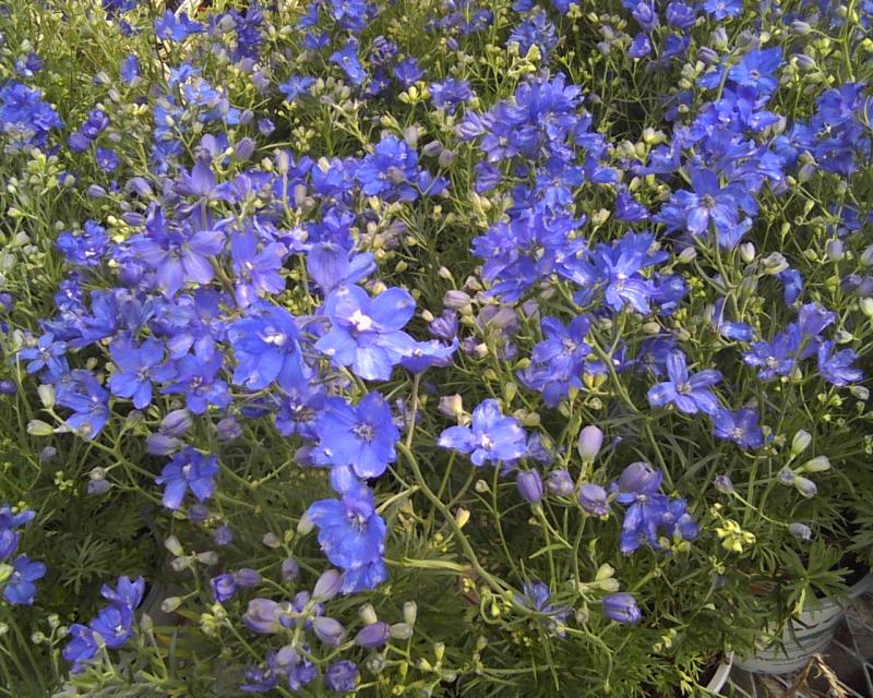 Дельфиниум ДЕЛФИКС БЛУ