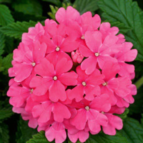 Вербена Обсешн pink