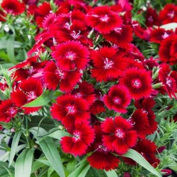 Гвоздика АЙ КЬЮ РЕД