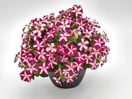 Архив Петуния Саксес pink star (драже)