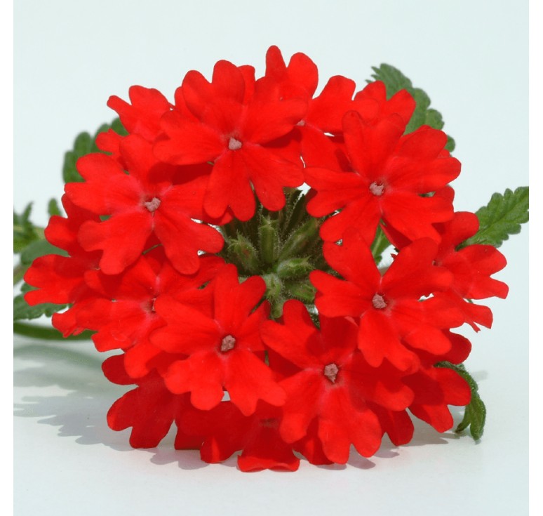 Вербена Обсешн Каскад scarlet