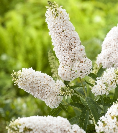 _Буддлея культурная Самма Бёд Компакт Сноу, кассета