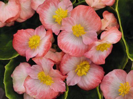 Бегония Спринт Плюс blush (драже)