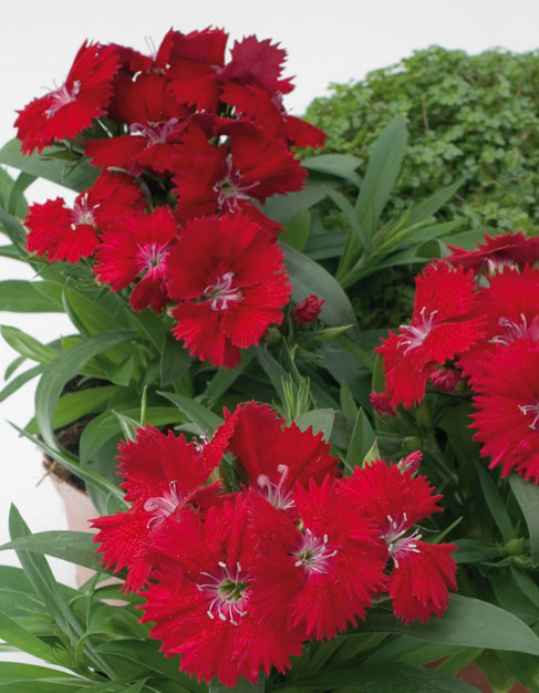 Гвоздика ЧИБА РЕД