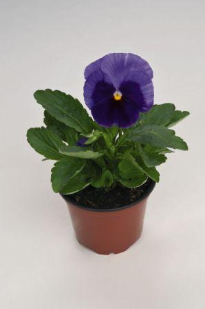 Виола ИНСПАЙЕР ЛАЙЛАК БЛОЧ