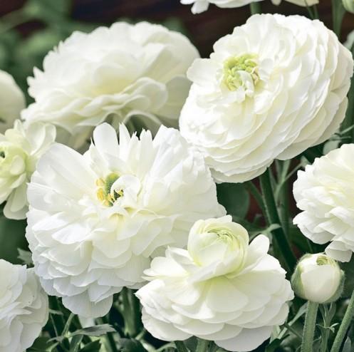 _Ранункулюс Меджик white (драже)
