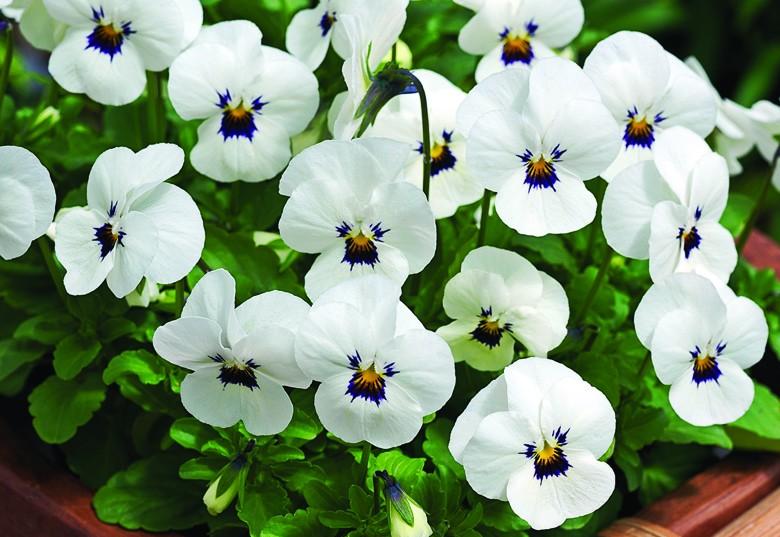 Виола Пенни white blotch