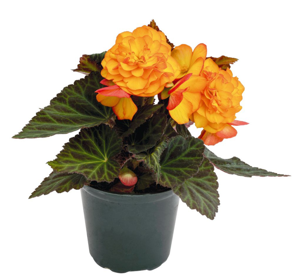 Бегония Нонстоп fire (драже)