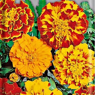 Тагетес ФЛАМЕНКО (шлифованные)