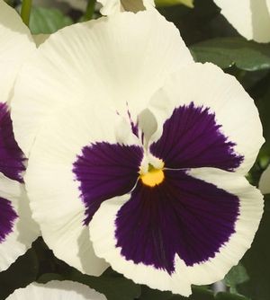 Архив Виола Динамит white with blotch