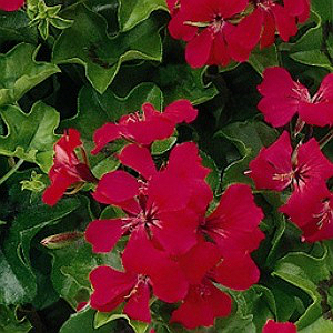 _Пеларгония (герань) Торнадо carmine (покрытые оболочкой)