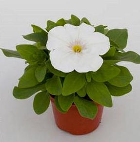 _Петуния Эспрессо white (драже)