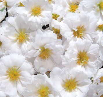 Архив Портулак Сандайл white (мульти драже)
