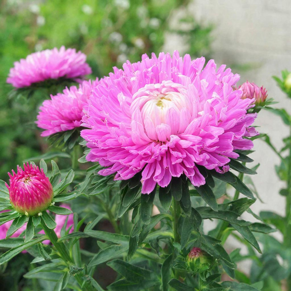 Астра китайская АЗУМИ XL РОУЗ