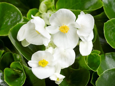 Бегония Топспин white (драже)