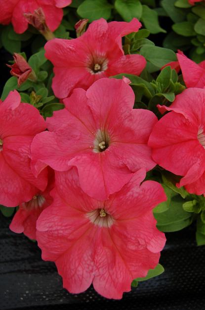 Петуния ЛИМБО GP СЭЛМОН (драже)