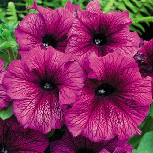 Петуния ТРИТУНИЯ ПЛАМ (драже)