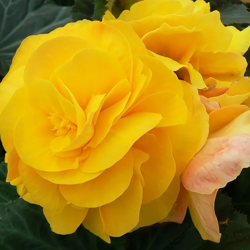 Бегония Фортуна yellow (драже)