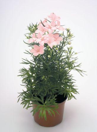 Дельфиниум САММЕР МОНИНГ