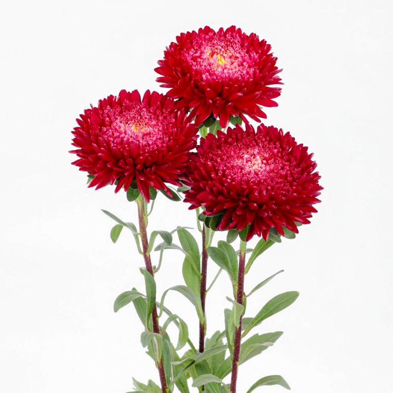 Астра китайская АЗУМИ XL РЕД