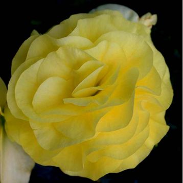 Бегония Лимитлес yellow (драже)