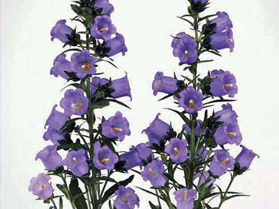 _Колокольчик Чемпион lavender (драже)