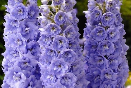 _Дельфиниум Центурион lavender