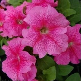 _Петуния Донна pink vein