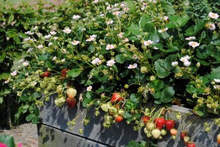 _Земляника Мерлан 