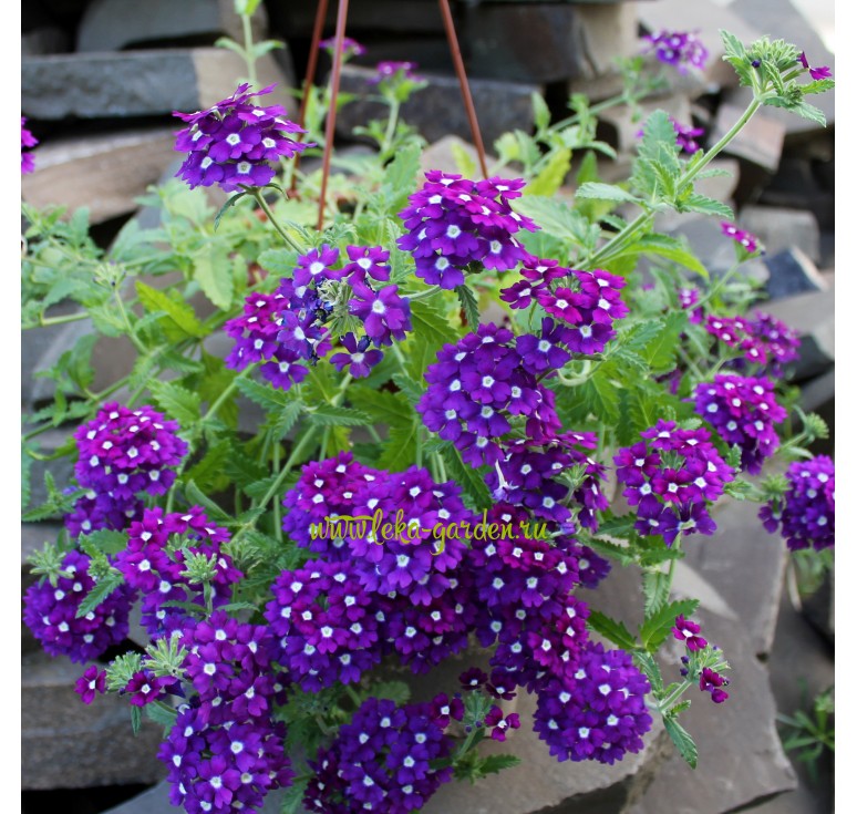 Вербена Обсешн Каскад purple shades with eye