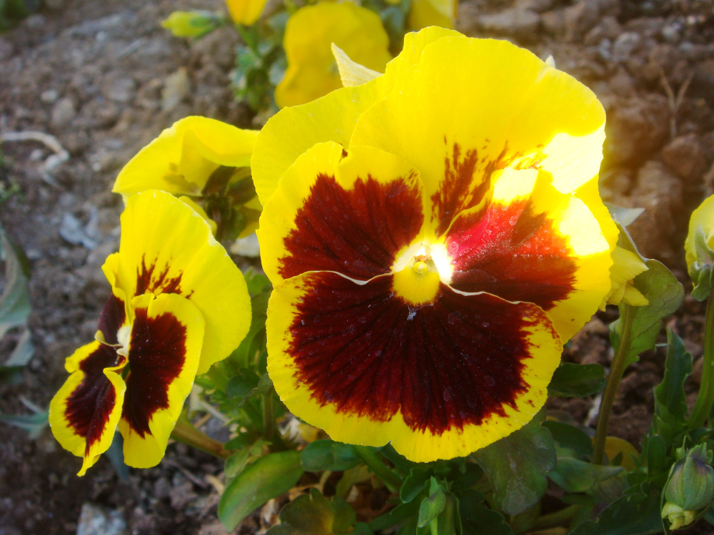 Виола Ультима sunset