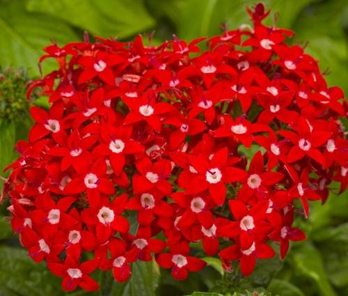 _Пентас ХаниКластер red (драже)