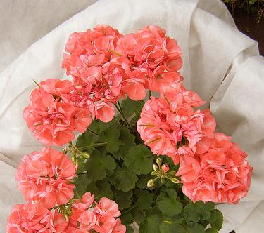 Пеларгония (герань) РИНГО 2000 СЭЛМОН (покрытые оболочкой)