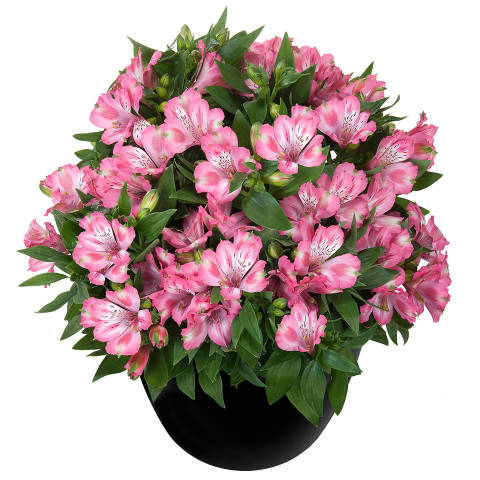 _Альстромерия гибридная Интиканча Имала, кассета