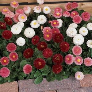 _Маргаритка Белиссима mixture (драже)