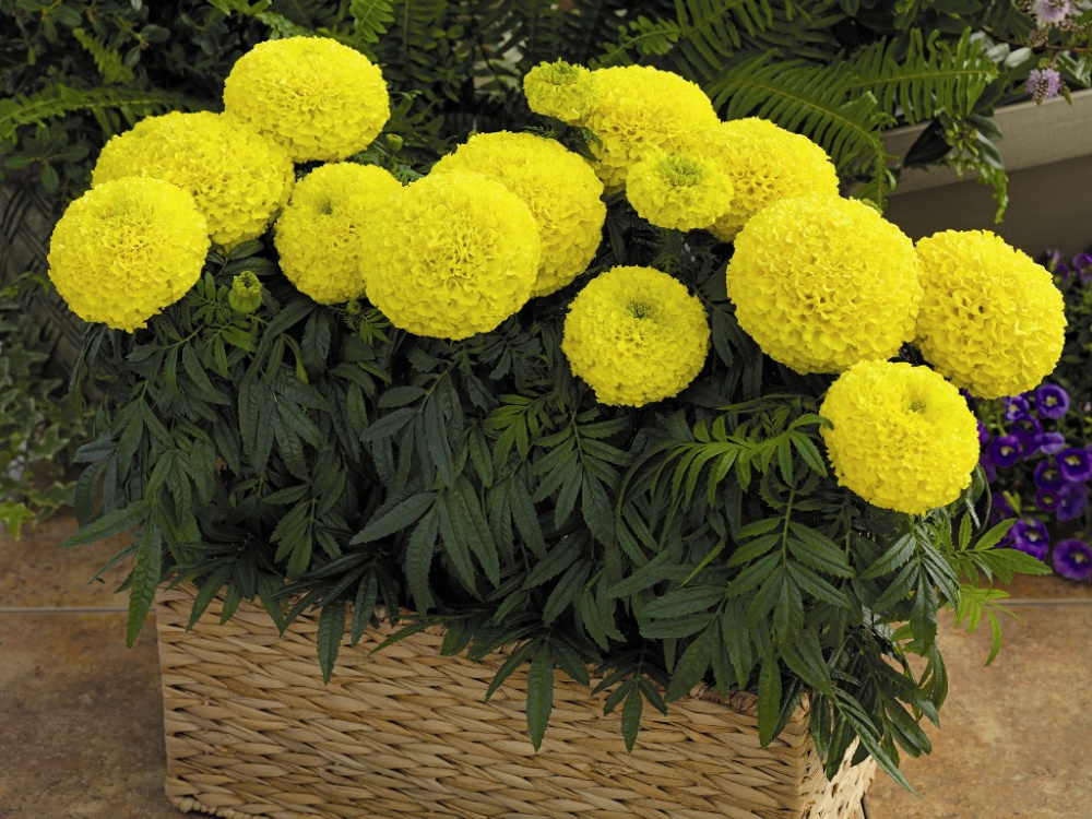 Архив Тагетес Мунстрак lemon yellow (шлифованные)