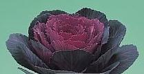 Архив Капуста декоративная Крейн rose