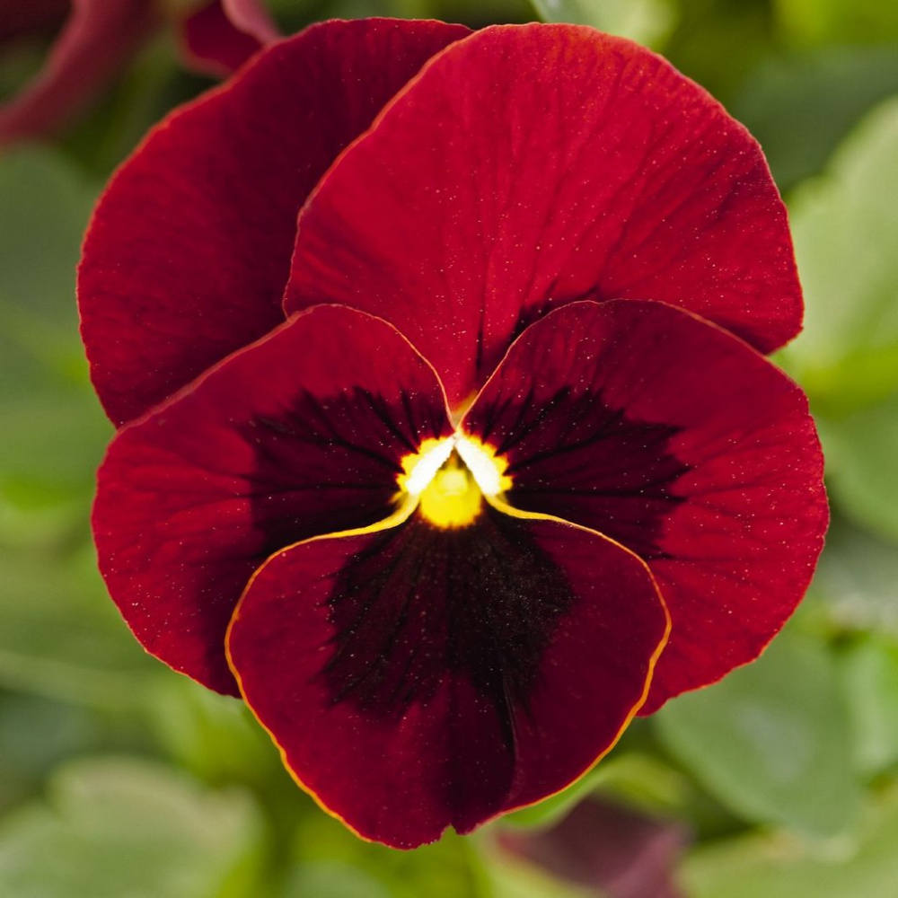 _Виола Джем red with blotch