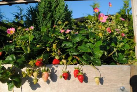 _Земляника Фризан