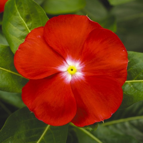 Катарантус (Винка) САНСТОРМ СКАРЛЕТ АЙ