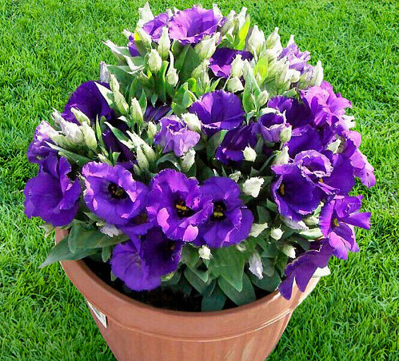 Лизиантус (Эустома) ФЛОРИДА БЛУ (драже)