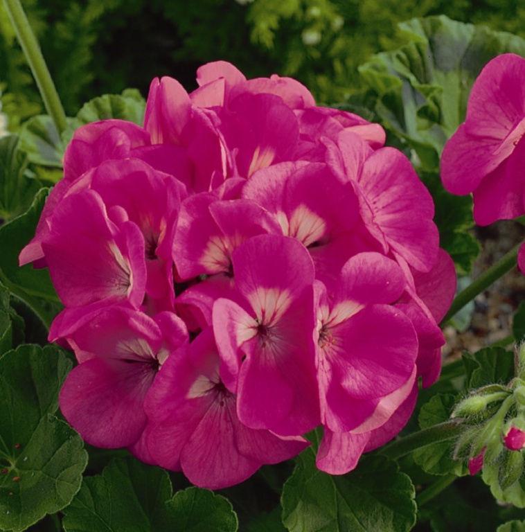 Пеларгония (герань) Маверик pink 