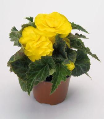 Архив Бегония Нью Стар yellow (драже)