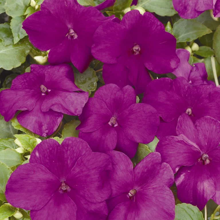 Архив Бальзамин Темпо violet