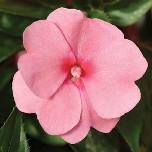 _Бальзамин Дивайн pink