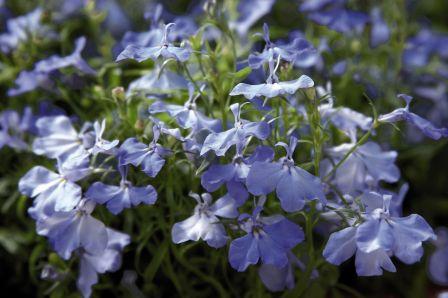 Архив Лобелия Палас sky blue